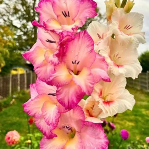 Gladiolus Rainbow Mixture - Large Flowering Bulbs - 50 Bulbs Size 14/16 cm - Assorted Colors