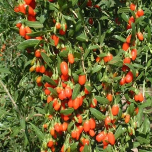 Goji Berry Plant - Red Goji Berry Tree - 1 Foot Tall Wolfberry Plant - Half Gallon Pot