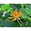 Gold Champaca Live Plant - 3 to 4 Feet - Magnolia Champaca in 3 Gallon Pot