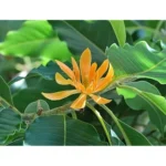 Gold Champaca Live Plant - 3 to 4 Feet - Magnolia Champaca in 3 Gallon Pot