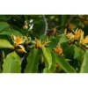 Gold Champaca Live Plant - Magnolia Champaca Yellow Flowers - 1 to 2 Feet Tall