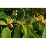 Gold Champaca Live Plant - Magnolia Champaca Yellow Flowers - 1 to 2 Feet Tall