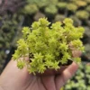 Gold Dust Sedum - Tokyo Sun - 2in Pot - Vibrant Succulent