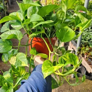 Golden Pothos 6in Pot - Easy-Care Indoor Plant - Epipremnum Aureum