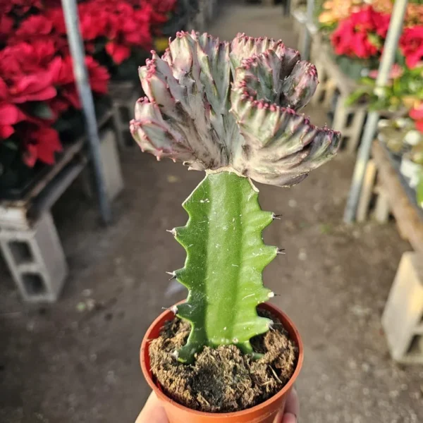 Grafted Euphorbia lactea cristata - Pink Coral Cactus - Crested - 3in Pot