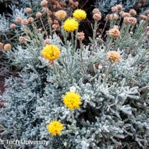 Gray Santolina 1 Gal Live Plant – Lavender-Cotton, Yellow Flowers, Aromatic Shrub