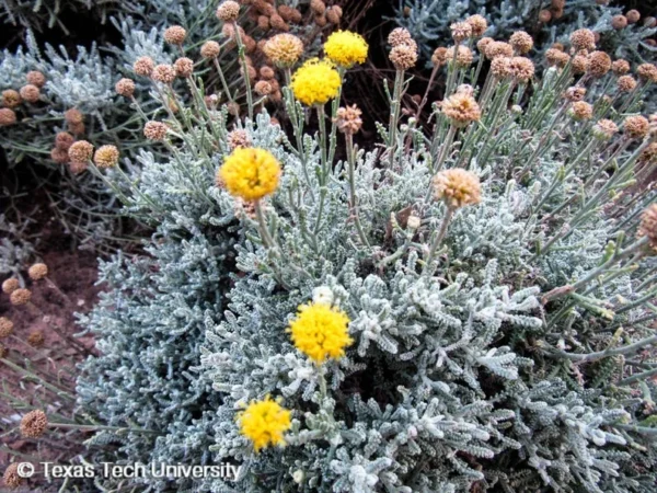 Gray Santolina 1 Gal Live Plant – Lavender-Cotton, Yellow Flowers, Aromatic Shrub