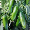 Green Jalapeno Chili Pepper Plants - 3 Super Hot Live Plants