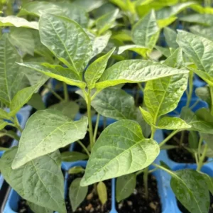 Green Jalapeno Chili Pepper Plants - 3 Super Hot Live Plants
