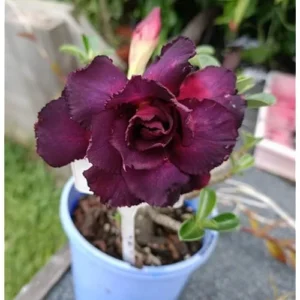 Double Adenium Obesum Desert Rose Plant - 4 to 6 Inch Tall, Purple Bloom, Live Succulent