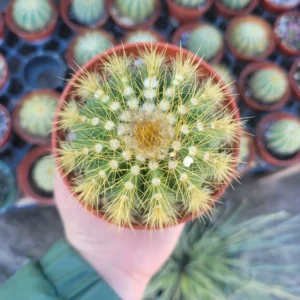 Rare Ballon Cactus - 4in Pot - Unique & Easy-Care Indoor Plant