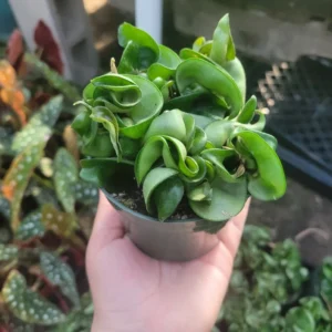 Hoya Hindu Rope - Trailing Succulent - 3in Pot - Indoor Houseplant