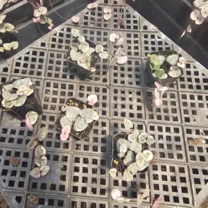 Variegated String of Hearts - Rare Trailing Succulent - 2in Pots