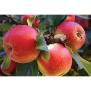 Pink Apple Tree – 2-3 Feet – Red Pink Apples – Bare Root – Hardy and Fast Growing