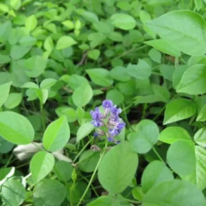 Mountain Pea Orbexilum 1 Gallon Live Plant – Purple Flowers, Low Maintenance, Groundcover