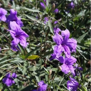 8 Live Mixed Mexican Petunia Plants - Tall Petunia Flowers - 4-6 Inch Tall