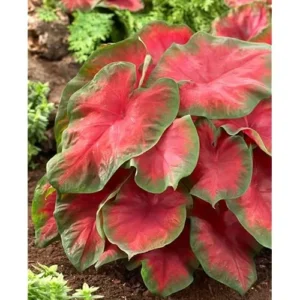 4 Red Caladium Bulbs for Planting - Bicolor Caladium Tuber, Easy Grow