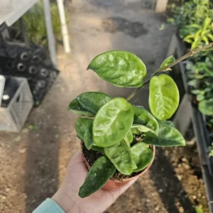 Hoya Krinkle - Ripple Hoya - Crinkle Hoya - 2in Pot - Trailing Houseplant