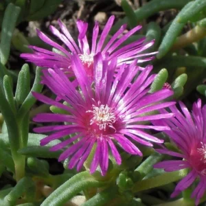 Hardy Ice Plant 1 Gallon Live Plant – Red-Violet Blooms, Drought Tolerant Groundcover