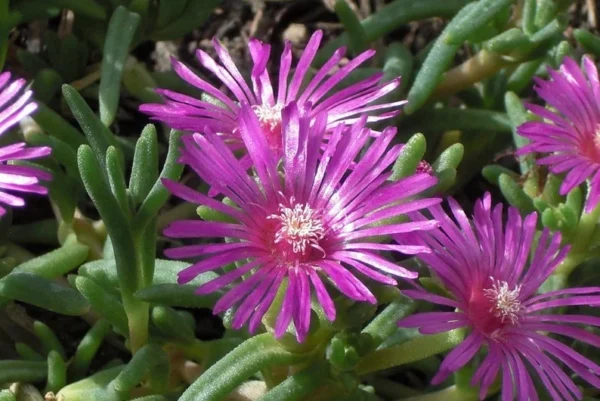 Hardy Ice Plant 1 Gallon Live Plant – Red-Violet Blooms, Drought Tolerant Groundcover