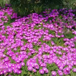 Hardy Ice Plant 1 Gallon Live Plant – Red-Violet Blooms, Drought Tolerant Groundcover