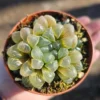Haworthia Cooperi Variegated - Succulent Plant - 2in Pot