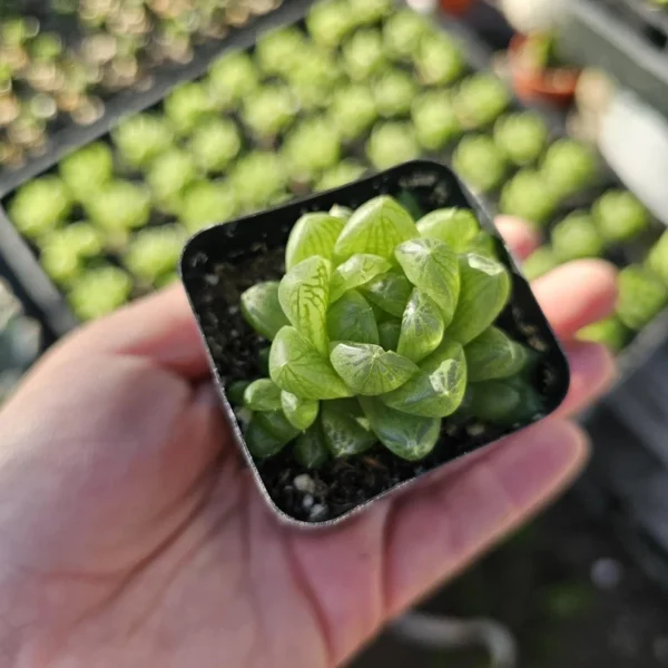 Haworthia cymbiformis var. obtusa Succulent - 2in Pot - Wholesale Bundles