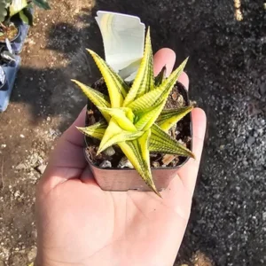 Haworthia limifolia Variegata - 4in Pot - Unique Succulent