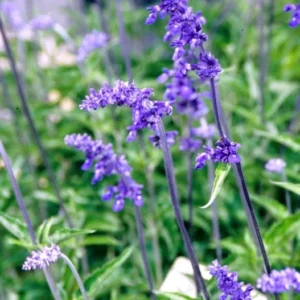 Henry Duelberg Salvia Live 1 Gallon Plant – Hummingbird & Butterfly Friendly, Deer Resistant