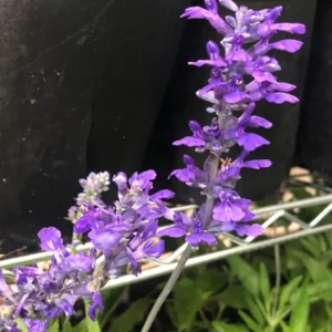 Henry Duelberg Salvia Live 1 Gallon Plant – Hummingbird & Butterfly Friendly, Deer Resistant