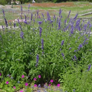 Henry Duelberg Salvia Live 1 Gallon Plant – Hummingbird & Butterfly Friendly, Deer Resistant