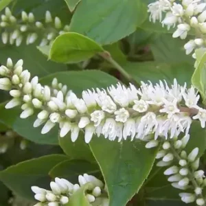 Henry's Garnet Itea Virginica Sweetspire Shrub 4 inch Pot Flowering Plant