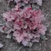 Heuchera Jersey Starter Plant - Dark Red Coral Bells Plant - 4-8'' Perennial Foliage - No Pot