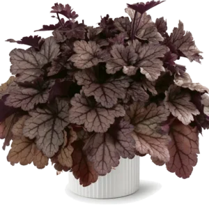 Heuchera Jersey Starter Plant - Dark Red Coral Bells Plant - 4-8'' Perennial Foliage - No Pot