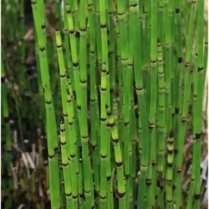 15 Horsetail Reed Plants Cuttings - Green Equisetum Hyemale - 12 Inch Stems - Unrooted