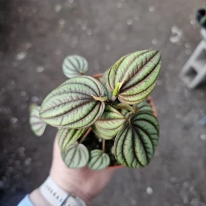 Peperomia Piccolo Banda - Easy Care Indoor Plant - 2in Pot Bundle of 3