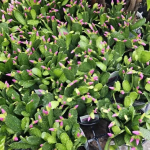 Pink Spring Cactus - Rhipsalidopsis gaertneri - Easter Cactus - Rooted Cuting