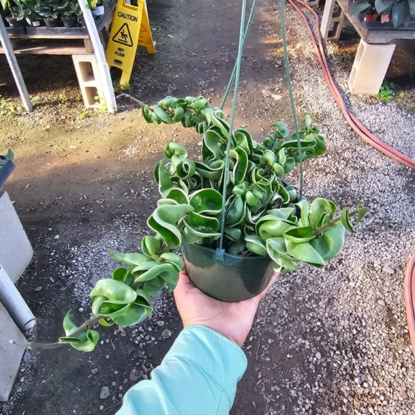 Hindu Rope Hoya Live Plant Variegated - Beautiful Variegated Rope Plant - Rooted Cutting