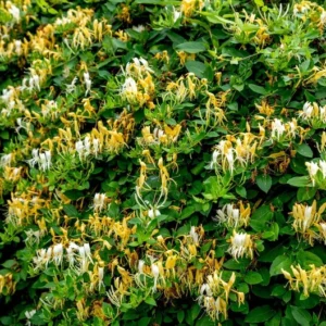 Honeysuckle, Halls 1 Gallon Live Plant – Yellow-White Flowers, Groundcover Vine, Erosion Control