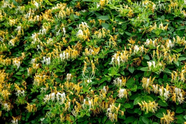 Honeysuckle, Halls 1 Gallon Live Plant – Yellow-White Flowers, Groundcover Vine, Erosion Control