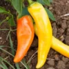Hot Hungarian Wax Pepper Plants - Lot of 3 Super Hot LIVE Plants
