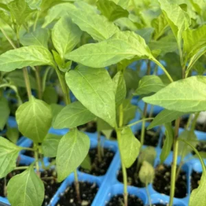 Hot Hungarian Wax Pepper Plants - Lot of 3 Super Hot LIVE Plants