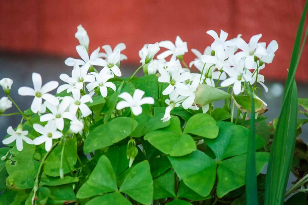 shamrock plants