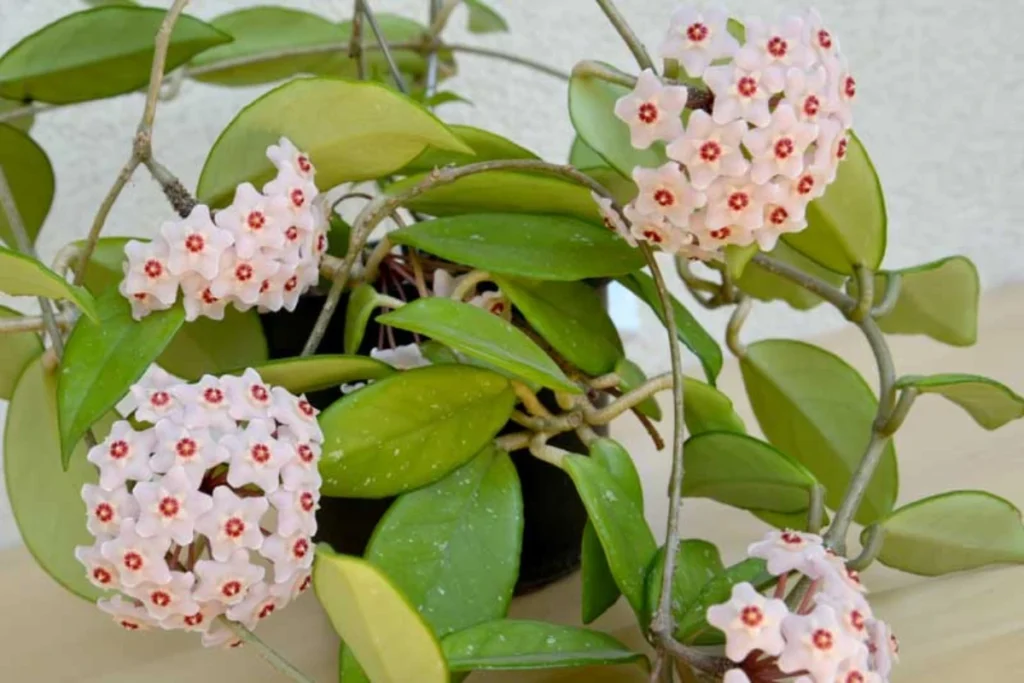 Hoya, AKA Wax Plant