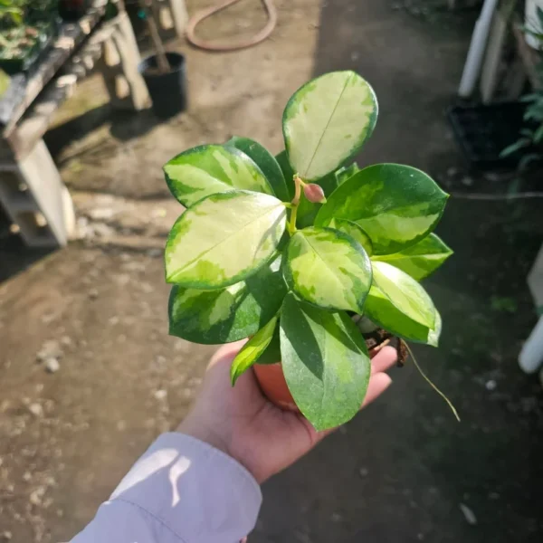 Hoya Australis Variegated Rooted Cutting - Beautiful Hoya Lisa Plant