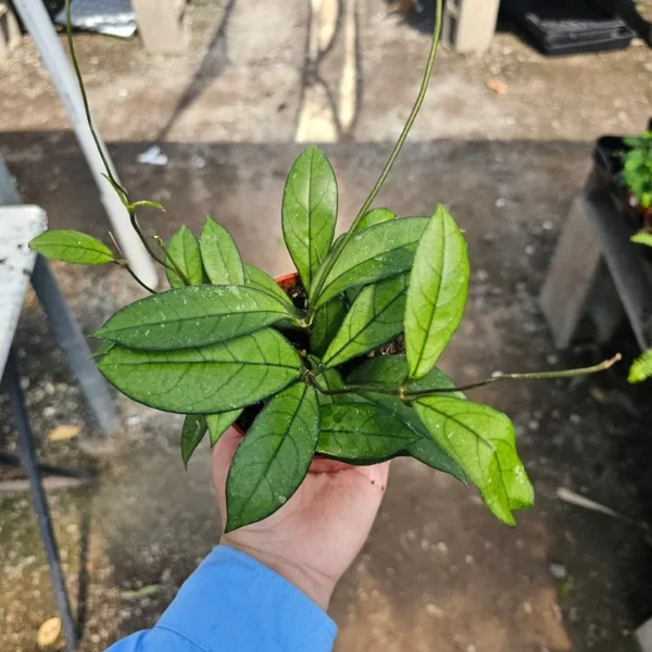 Hoya Crassipetiolata 2 Inch Pot - Trailing Indoor Vine Plant