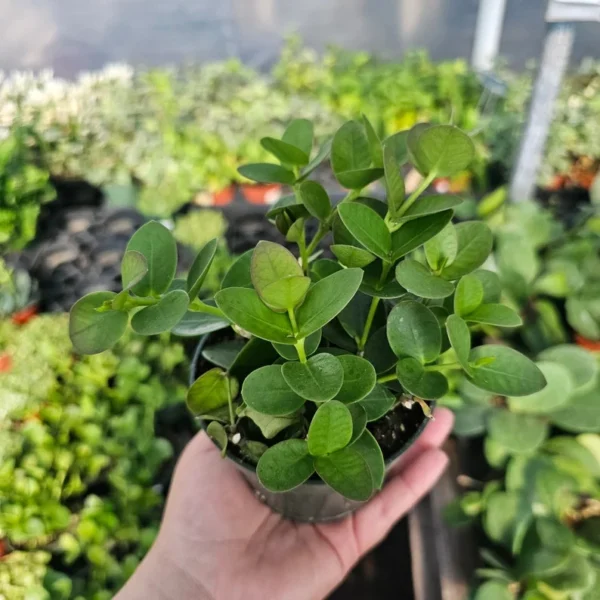 Hoya Cunninghamia Rooted Cutting Rooted & Unrooted Cuttings