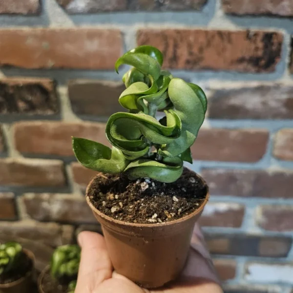 Hoya Hindu Rope - Trailing Succulent - 3in Pot - Indoor Houseplant