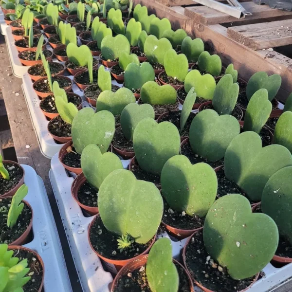 Hoya Kerii Hearts - 2in Pot - Live Heart-Shaped Succulent