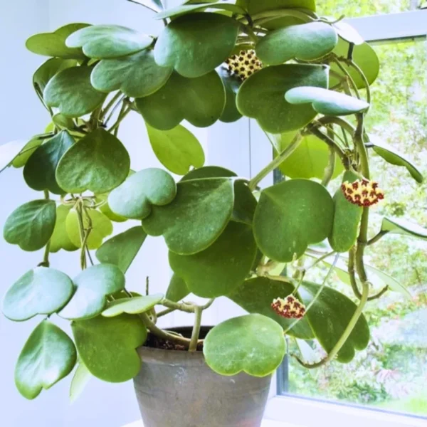 Hoya Kerii Hearts Live Plant in 4 Inch Pot - Beautiful Heart-Shaped Hoya - Small Indoor Plant